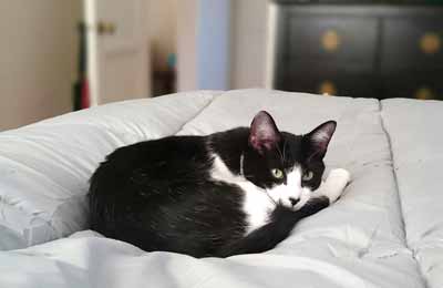A black and white cat on a white comforter