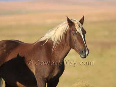 A dark chestnut mare with a flaxen mane and tail