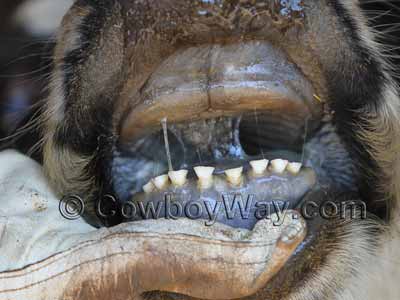 Estimate Cattle Age By Dentition (Teeth)