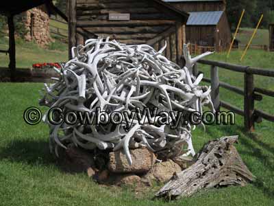 A pile of shed deer antlers