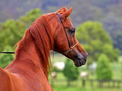 An Arabian horse, the type models are patterned after