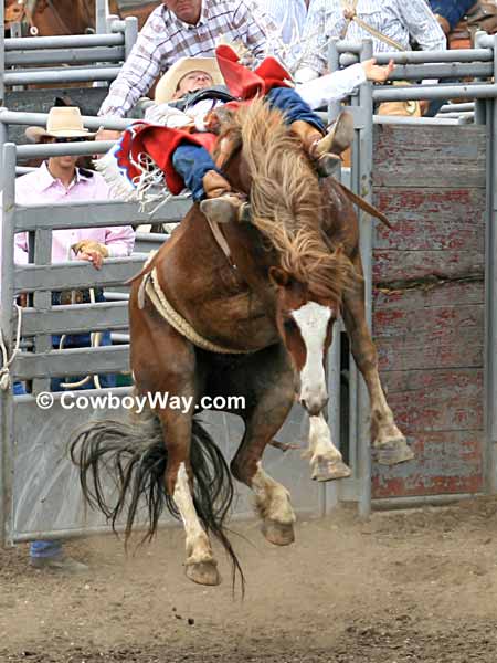 Bareback bronc rider