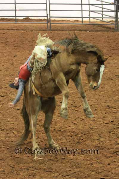 A bareback bronc rider leans back on his bronc