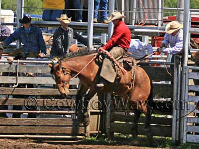 Batwing chaps on a ranch bronc rider