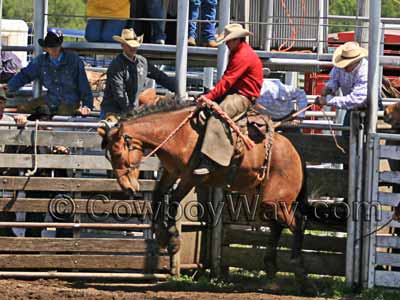 A cowboy wearing batwing chaps while riding a bronc