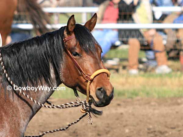 A horse bosal on a bay roan gelding