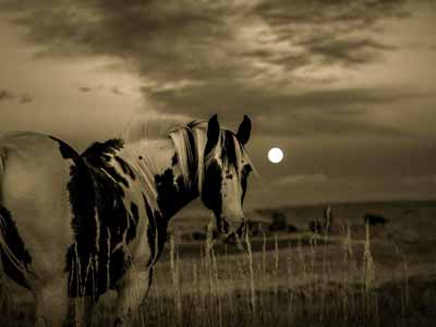 A photo of a horse printed in black and white