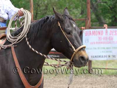 A brown horse ridden in a bosal