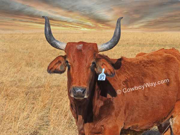 A red Brahman cow