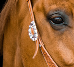 A beautiful bridle buckle on a headstall