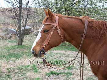 A bridled horse