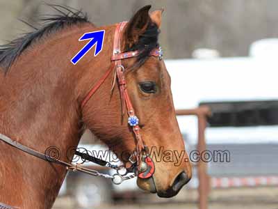A bridle path on a horse