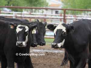 Two brock, or brockle, face heifers