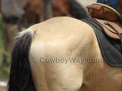 Buckskin horse