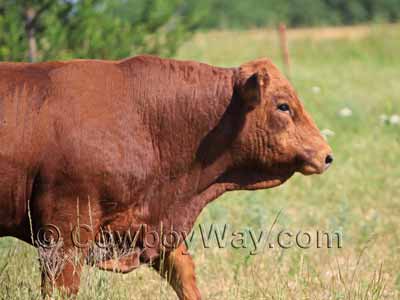 A young, muscled bull