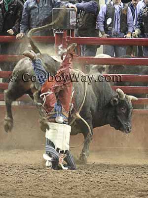 A bull rider wearing a vest gets thrown from a bull