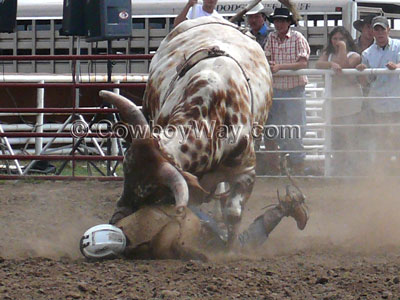 A fallen bull rider gets horned in the vest by a bull
