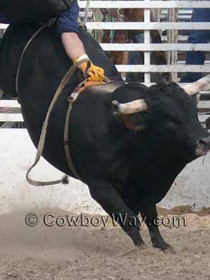 Photo of a bull rope