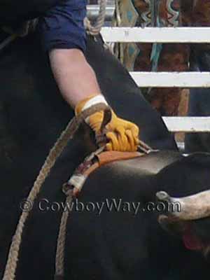 A bull rope close-up