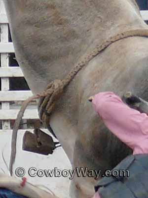 Close-up of a bull riding rope