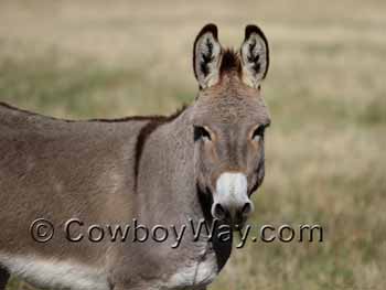 A burro, or donkey