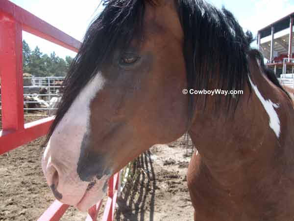 Bronc face Harry Vold's bronc Painted Valley