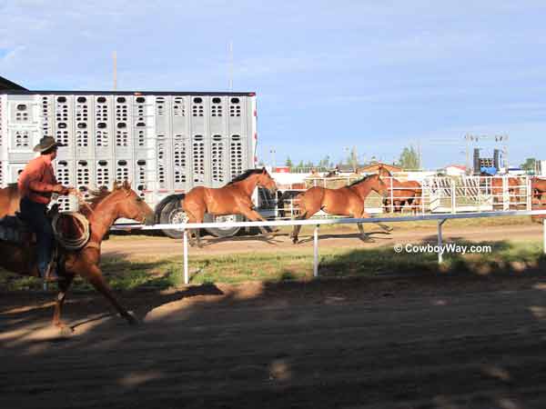 Broncs loping at Frontier Park Broncs loping at Frontier Park