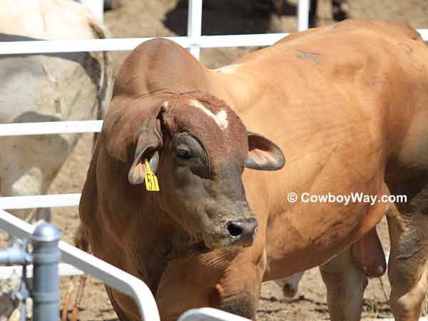 Beautiful bull at Cheyenne Frontier Days Rodeo