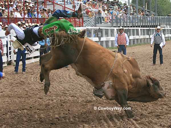 A bull rider getting bucked off A bull rider getting bucked off