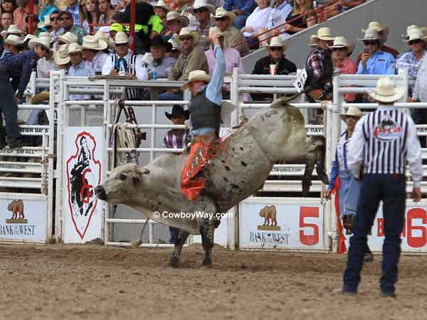 Bull rider Chris Roundy Panguitch, UT on bull Delta Dawn