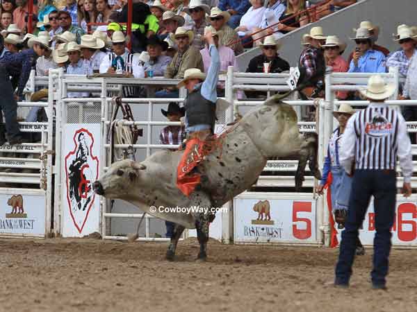 Bull rider Chris Roundy Panguitch, UT on bull Delta Dawn Bull rider Chris Roundy Panguitch, UT on bull Delta Dawn