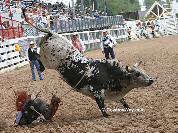 Bull rider Ryan Shanklin and bull 397 Bull rider Ryan Shanklin and bull 397