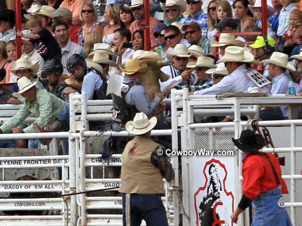 A bucking bull rears in the chutes A bucking bull rears in the chutes