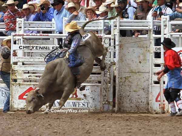 Bull rider Aaron Pass on 703 Bull rider Aaron Pass on 703
