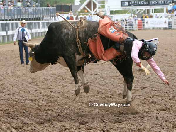 A bull rider gets bucked off A bull rider gets bucked off