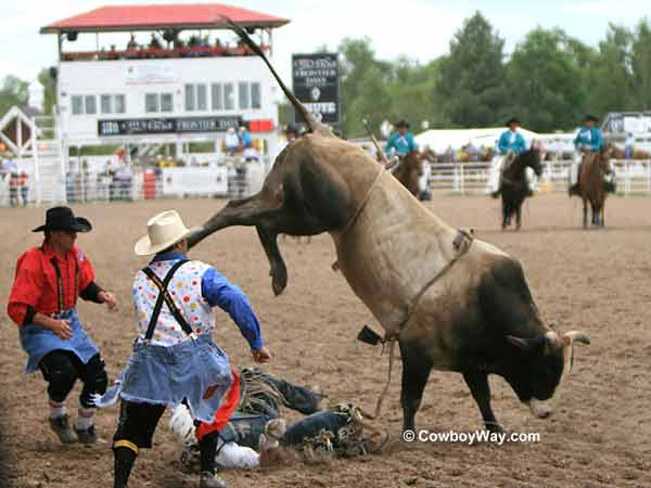A bull rider gets bucked off A bull rider gets bucked off