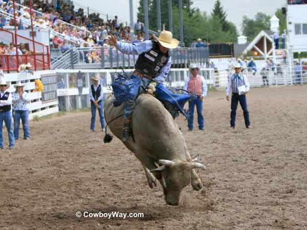 Riding a bull at the Cheyenne Frontier Days Rodeo Riding a bull at the Cheyenne Frontier Days Rodeo