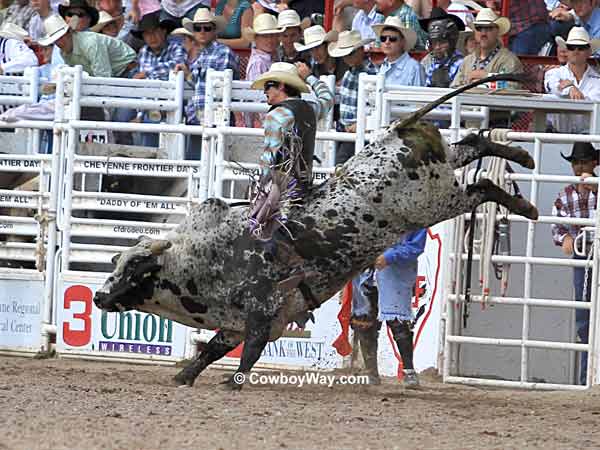 A bull rider on a speckled bull A bull rider on a speckled bull