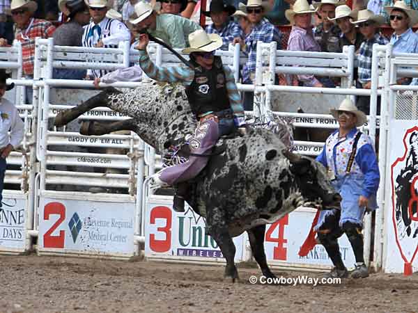 A speckled bucking bull