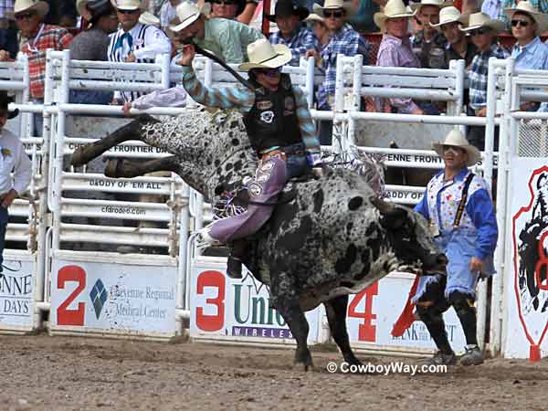 A speckled bucking bull A speckled bucking bull