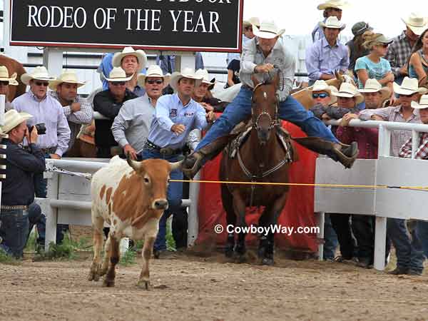 A steer wrestler prepares to leave the box A steer wrestler prepares to leave the box