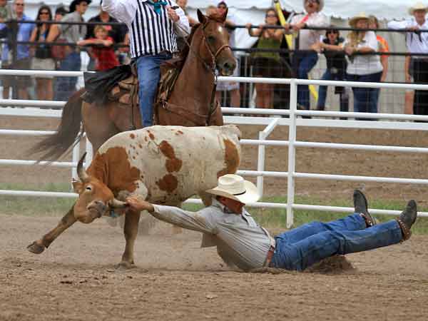 A steer wrestler ends his run unsuccessfully A steer wrestler ends his run unsuccessfully