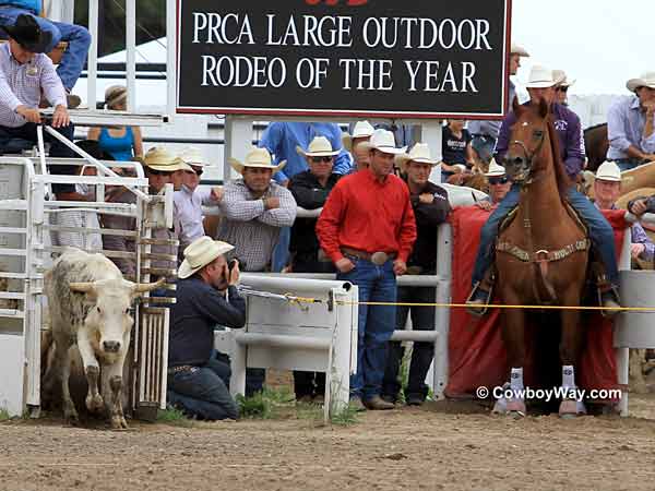 A steer wrestler waits for his steer A steer wrestler waits for his steer