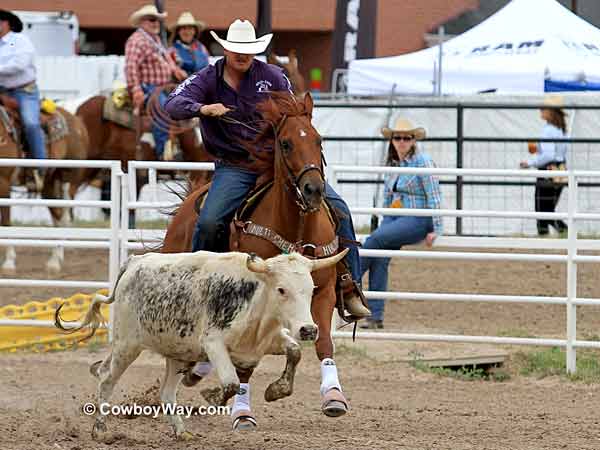 A steer wrestler rates his steer A steer wrestler rates his steer