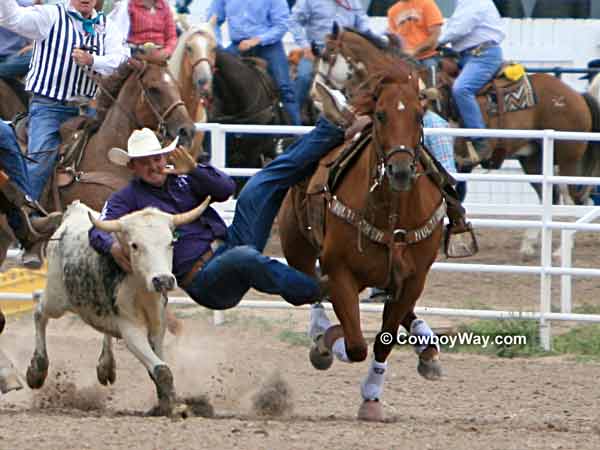 A steer wrestler gets down on his steer A steer wrestler gets down on his steer