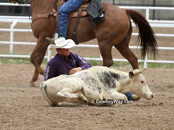 A steer wrestler completes his run successfully A steer wrestler completes his run successfully
