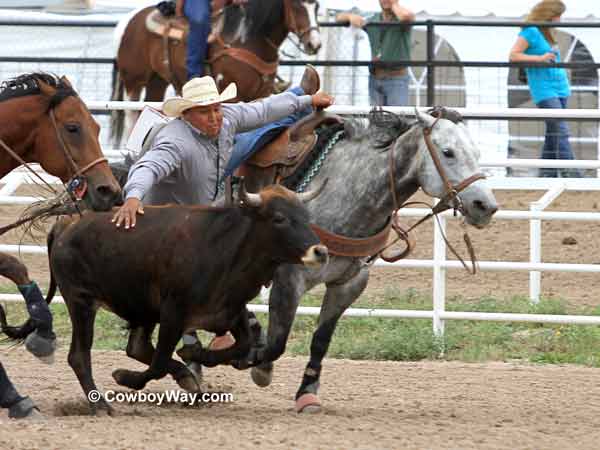 A steer wrestler on a gray horse A steer wrestler on a gray horse