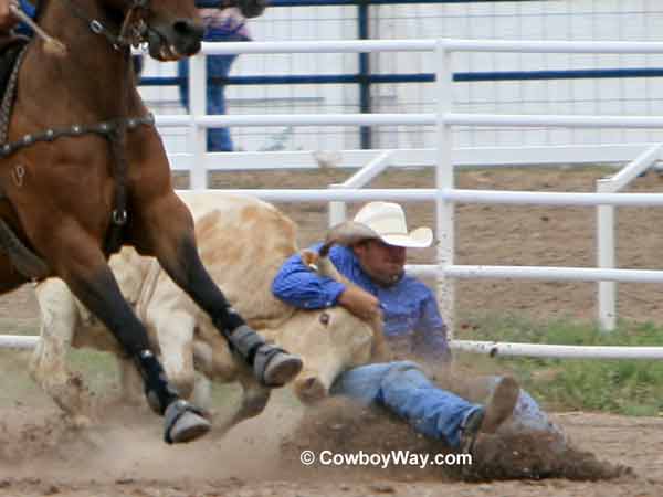 A steer wrestler wrestles a steer A steer wrestler wrestles a steer
