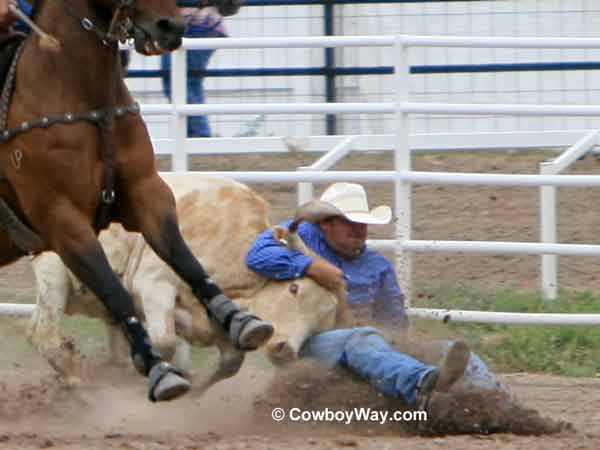 A steer wrestler wrestles a steer