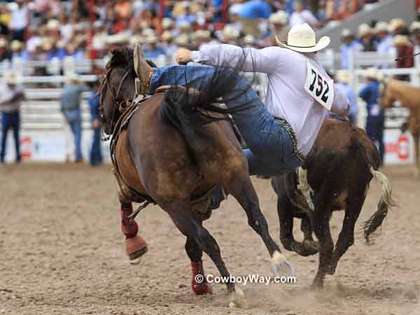 Steer wrestler Payden McIntyre gets
down on a steer, view from behind Steer wrestler Payden McIntyre gets down on a steer, view from behind